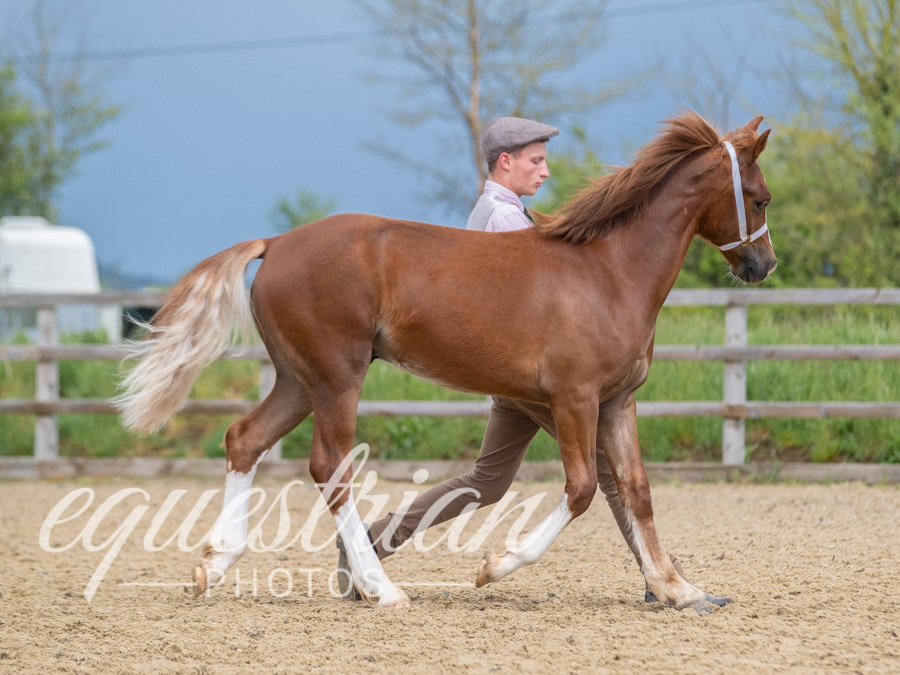 Brook Stud Showing Show