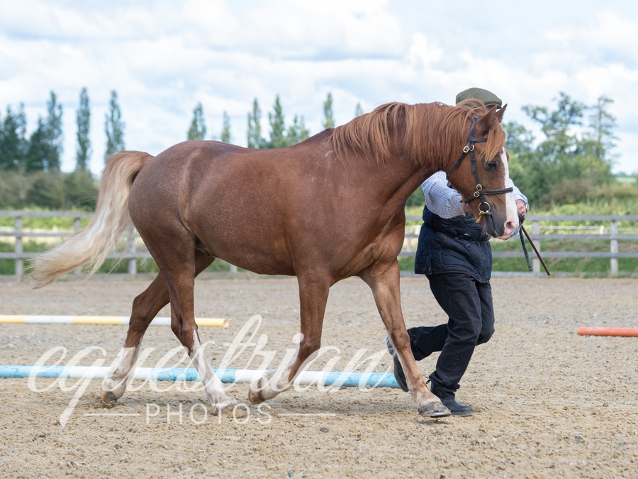 Brook Stud Showing Show